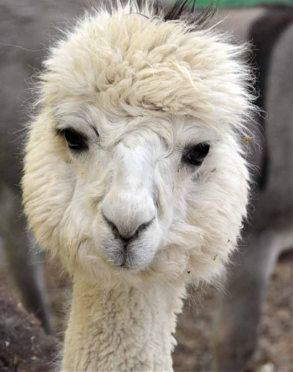 alpaca